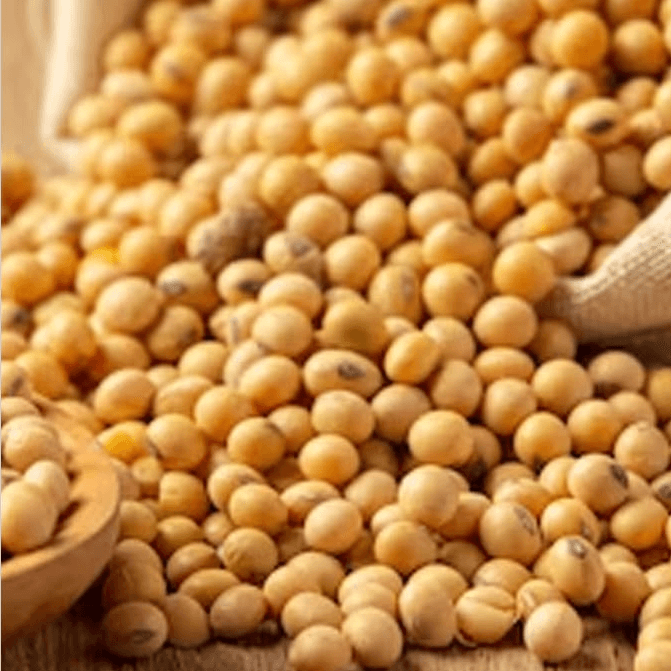 Soya Beans